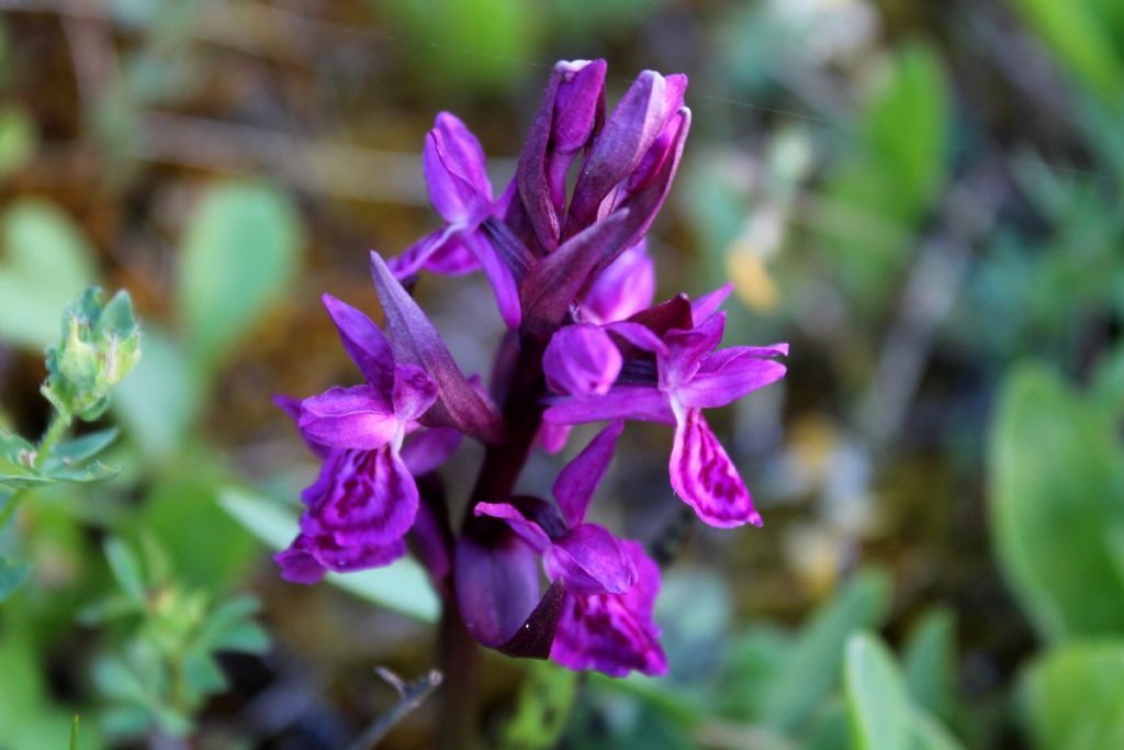 Dactylorhiza.....3